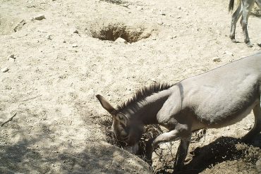 Wildlife: When the donkey digs for water