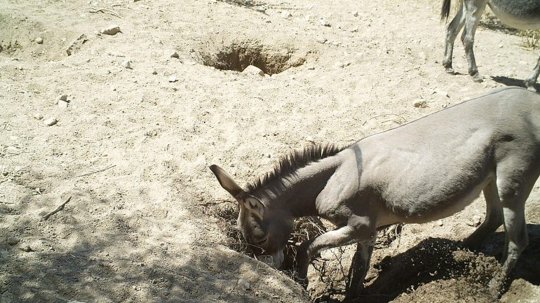 Wildlife: When the donkey digs for water