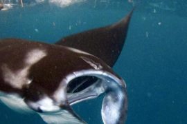 New analysis: Which plastics have manta rays?  - Science