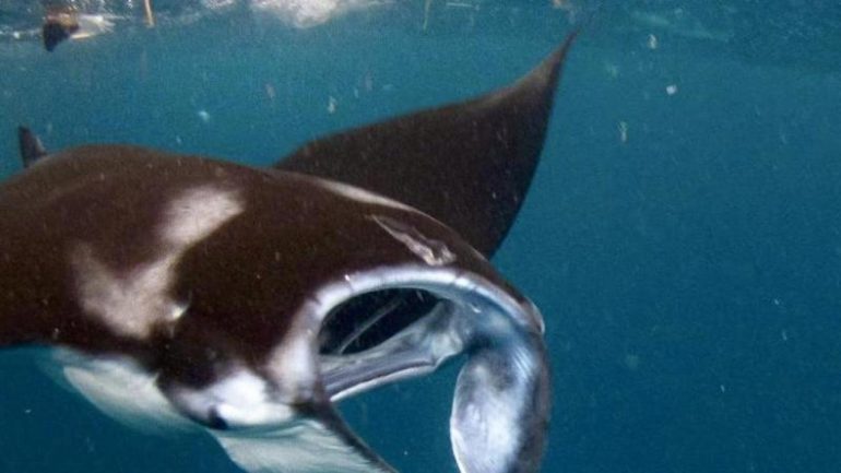 New analysis: Which plastics have manta rays?  - Science