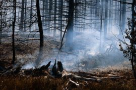 "Zombie wildfire" can hibernate in the ground and flare up again