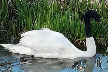 England: Cruelty to animals!  Swan with sock on his head found and saved - news abroad