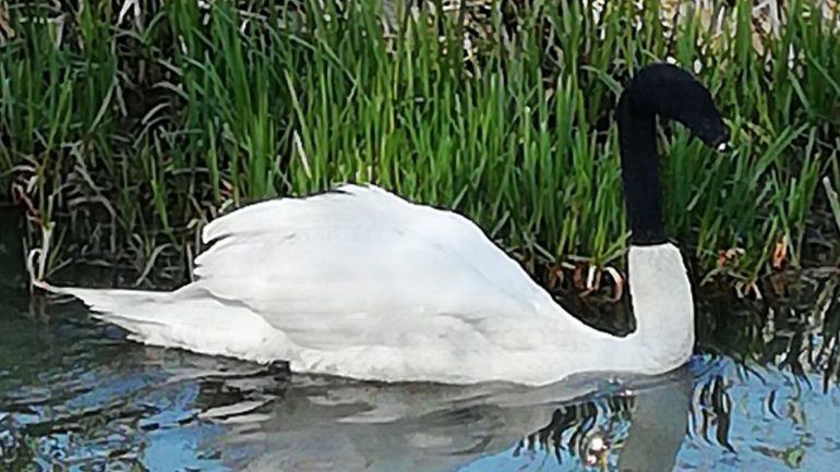 England: Cruelty to animals!  Swan with sock on his head found and saved - news abroad