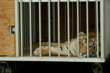 Houston (USA): Police Finds Missing Tiger After One Week Search - News Abroad