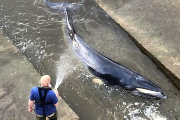 Stray whales were put to sleep in the Thames
