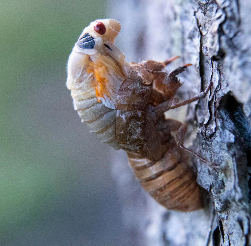 A cicada tries to break free from its nymph shell