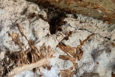 Ant apocalypse in the Heilbronn area: pest control talks drama