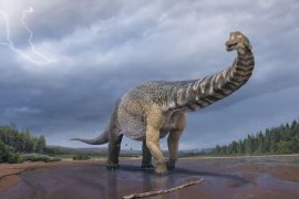 Australotiton coperensis: a previously unknown dinosaur found in Australia