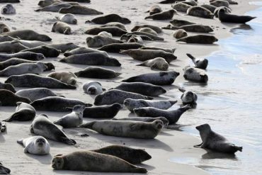 Good weather conditions: Seal count begins in Wadden Sea