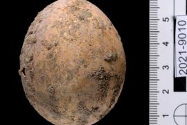 Israel: Archaeologists find nearly 1000 years old chicken egg  free Press
