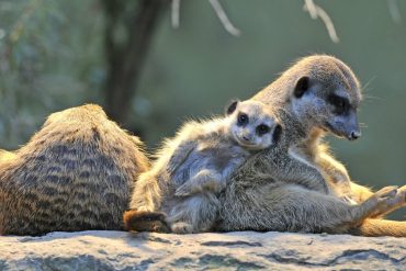 Meerkats and mongoose: mongoose have offspring at the same time - out of fairness