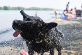Record heat in Canada: 47.9 degrees