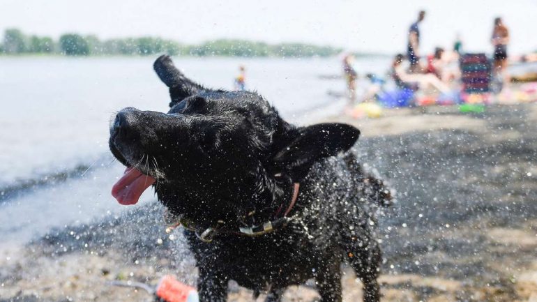 Record heat in Canada: 47.9 degrees