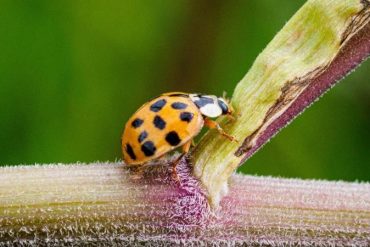 Science - Asian ladybug knocks stone bumblebee off its throne - Knowledge