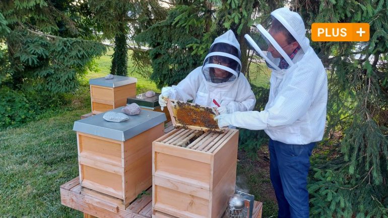 Neuberg-Schrobenhausen: Young beekeepers in the Neuberg area: why is beekeeping booming?