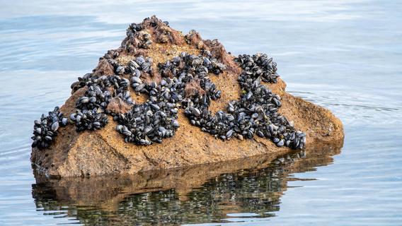 Video shows dramatic consequences of record heat in Canada: mussels boil and die at sea - Panorama