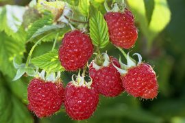 Instructions and tips for autumn and summer varieties