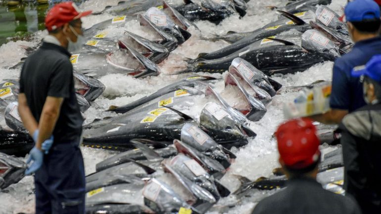 Fish stocks on the verge of collapse - how the Chinese fleet is destroying our oceans