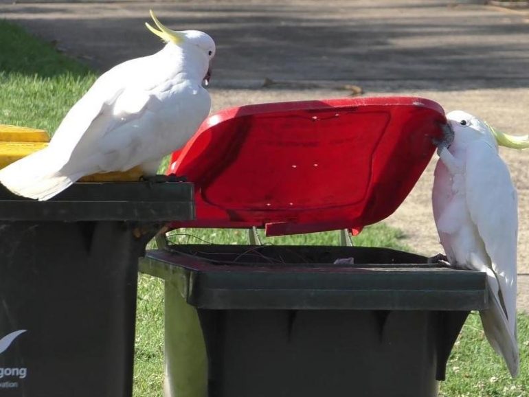 Cockatoos learn from each other to open dustbins.  free Press