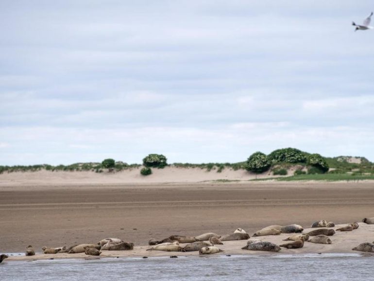 More gray seals numbered in the Wadden Sea.  free Press
