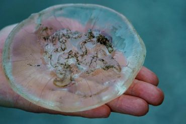 Researchers work on jellyfish prediction app  free Press