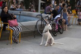 Tel Aviv collects DNA samples in fight against dog feces