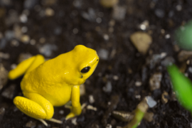 Natural Poisons: A Protein Sponge Against Poison Dart Frog Poisoning