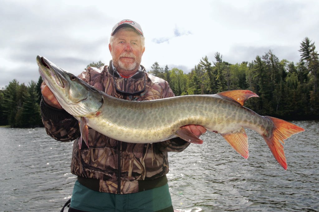 The muscular lung, or fleshy for short, can be significantly larger and heavier than that of the European pike.  The fish, native to the United States and Canada, is very popular with anglers.  Photo: Blinker/B Rosemeijer