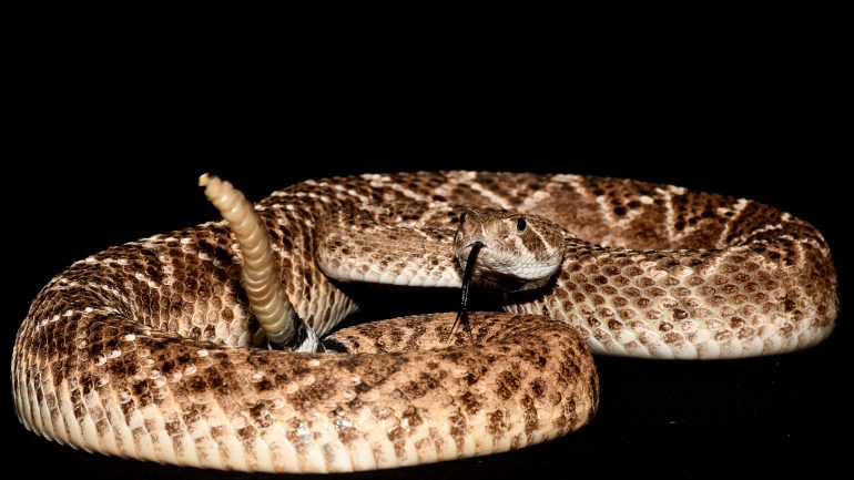 Deception: Acoustic Trick With Rattlesnake Rattles