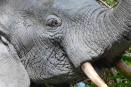 Forest elephant helps in climate protection and semen transport.  free Press