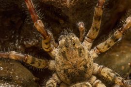 Hairy venomous spider reaches Heilbronn area – experts warn of panic