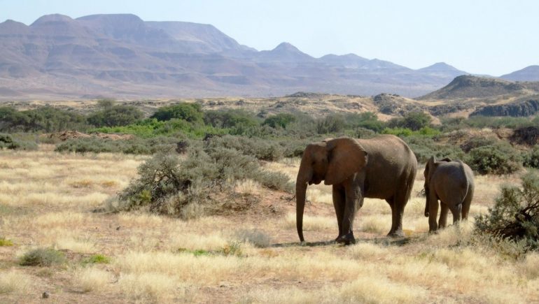 Little interest in elephant auction - DER SPIEGEL