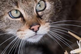 Science - Giesen - Giesen researchers eye wildcats