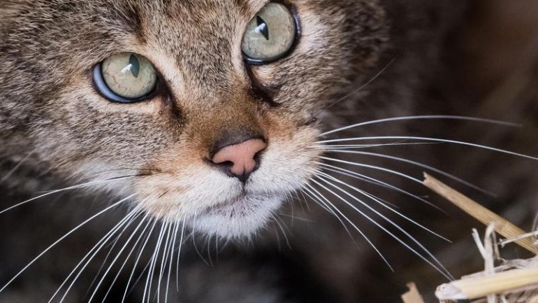 Science - Giesen - Giesen researchers eye wildcats