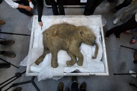 Research: Scientists want to rejuvenate the mammoth