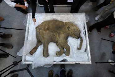 Research: Scientists want to rejuvenate the mammoth