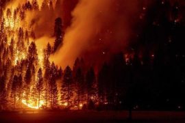 Wildfires cause record emissions in the Northern Hemisphere