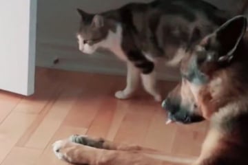 Cat meets dog: what happens then hardly leaves anyone indifferent