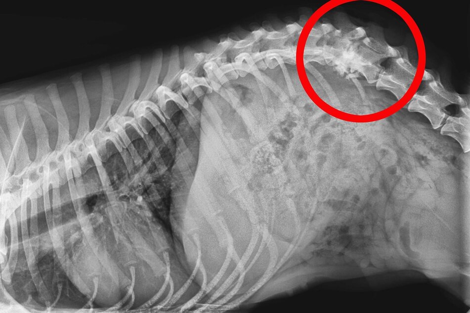 X-rays show Reci suffered a fractured vertebra.