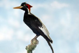 23 species considered extinct: the ivory woodpecker gone forever