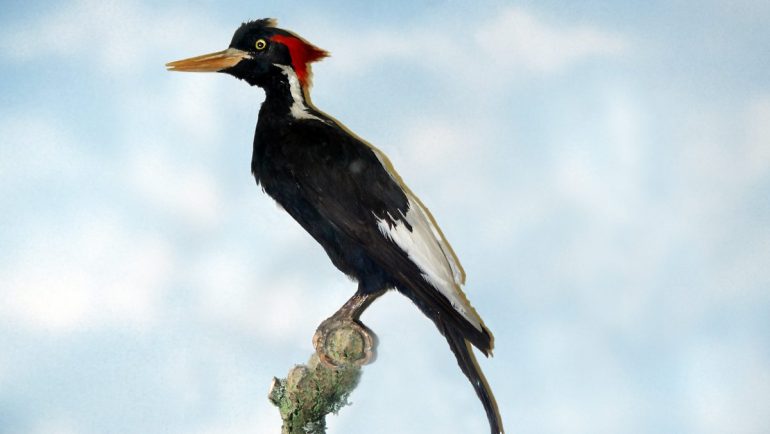 23 species considered extinct: the ivory woodpecker gone forever