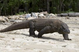 Climate Change Affects Komodo Dragon: «Critically Endangered» |  free Press