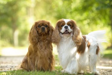 Disease risk in breeds: for some dogs, being beautiful means suffering