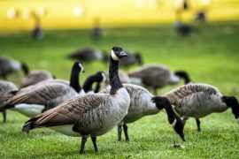 In Langenfeld, citizens complain about droppings of wild geese at Langenfort Leisure Park and at a water ski facility