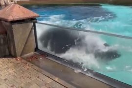 Ontario, Canada: Lonely orca woman bangs her head against pool wall