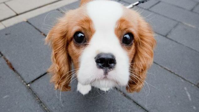 The science: The cute and risky genes: Cavalier King Charles Spaniels