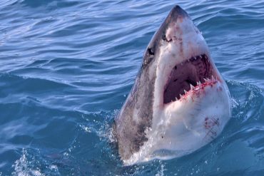 Accidentally attacking people: Study: Sharks mistakenly mistake surfers for seals