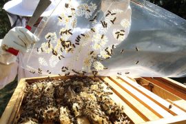 Bee disease spread in the Eschweiler area