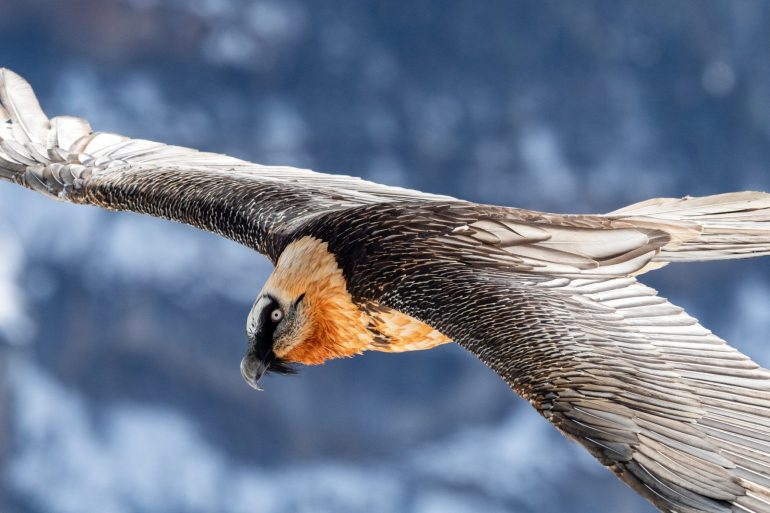 Berchtesgaden National Park is vulnerable to wandering wild bearded vultures