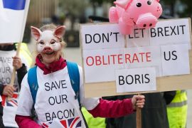 British farmers killed hundreds of pigs